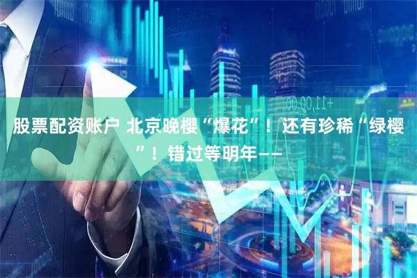 股票配资账户 北京晚樱“爆花”！还有珍稀“绿樱”！错过等明年——